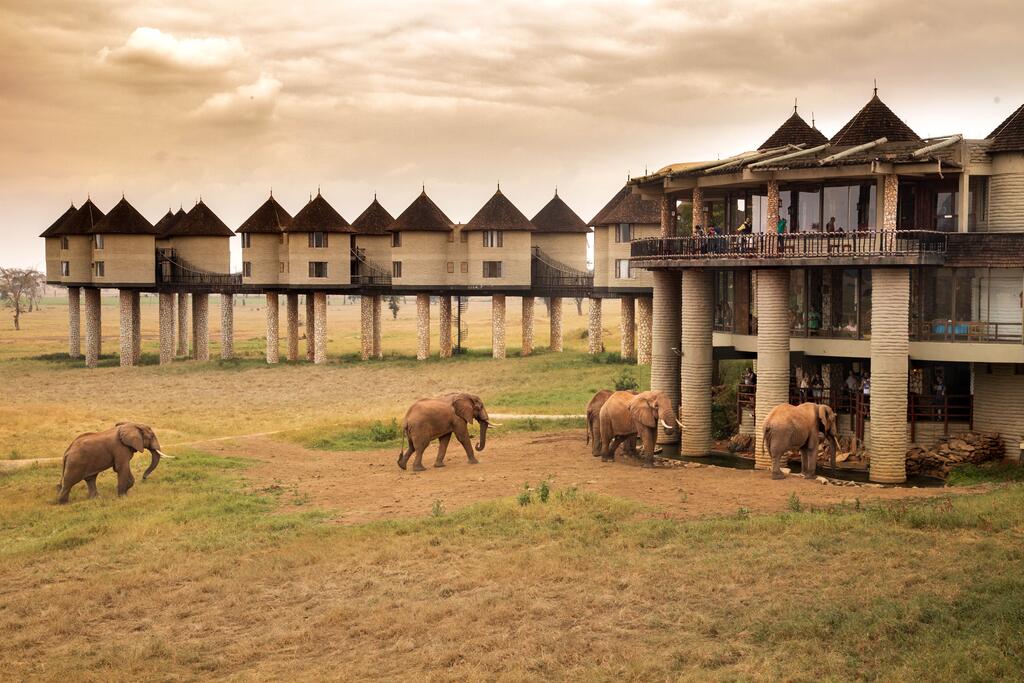 Salt Lick Safari Lodge rooms raised on stilts above a waterhole with buffalo and elephants